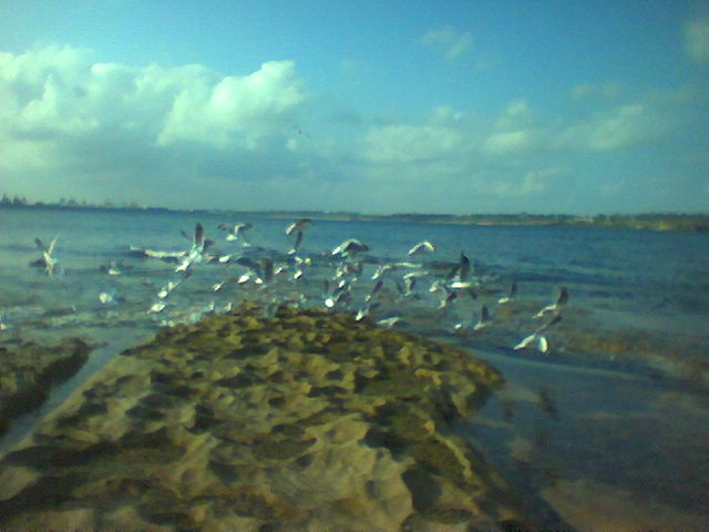 Botany_Bay_seagulls.jpg