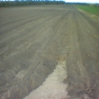 Our_sugar_field_1.jpg Our_sugar_field_1.jpg