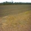 Our_sugar_field_2.jpg Our_sugar_field_2.jpg