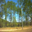 Trees_Gympie_RBch1.jpg